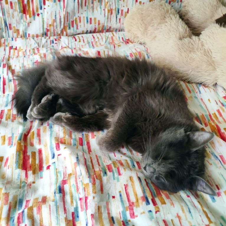 Кошки в Рязани: Кошка Аделаида ищет любящую семью Девочка, Бесплатно - фото 5