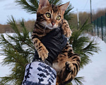 Кошки в Москве: Бенгальский котик Грей Мальчик, 50 000 руб. - фото 6