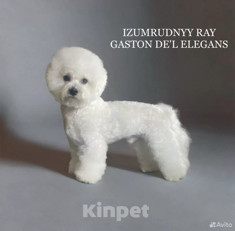 Собаки в Москве: Щенки бишон фризе Мальчик, 120 000 руб. - фото 2