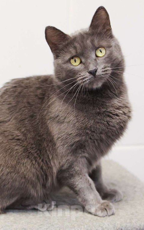 Кошки в Москве: Красавица с непростой судьбой Девочка, Бесплатно - фото 10