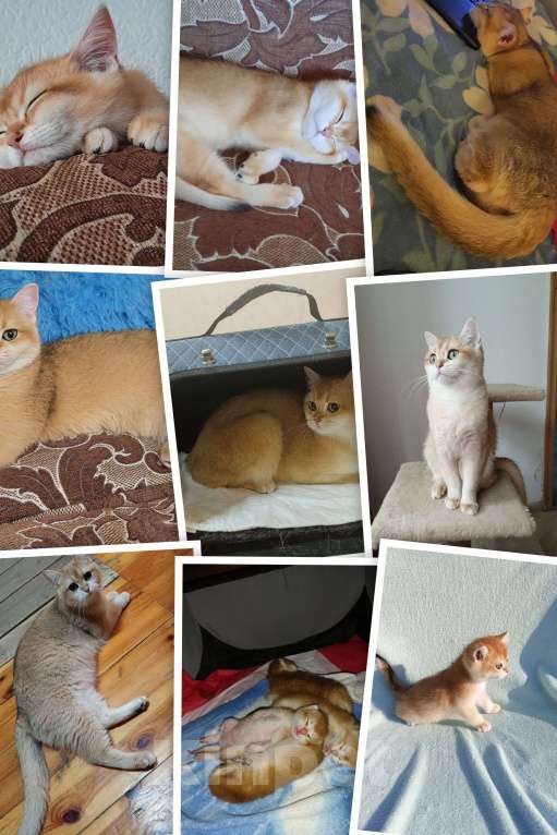 Кошки в Подольске: Золотая британская шиншилла Девочка, 50 000 руб. - фото 2