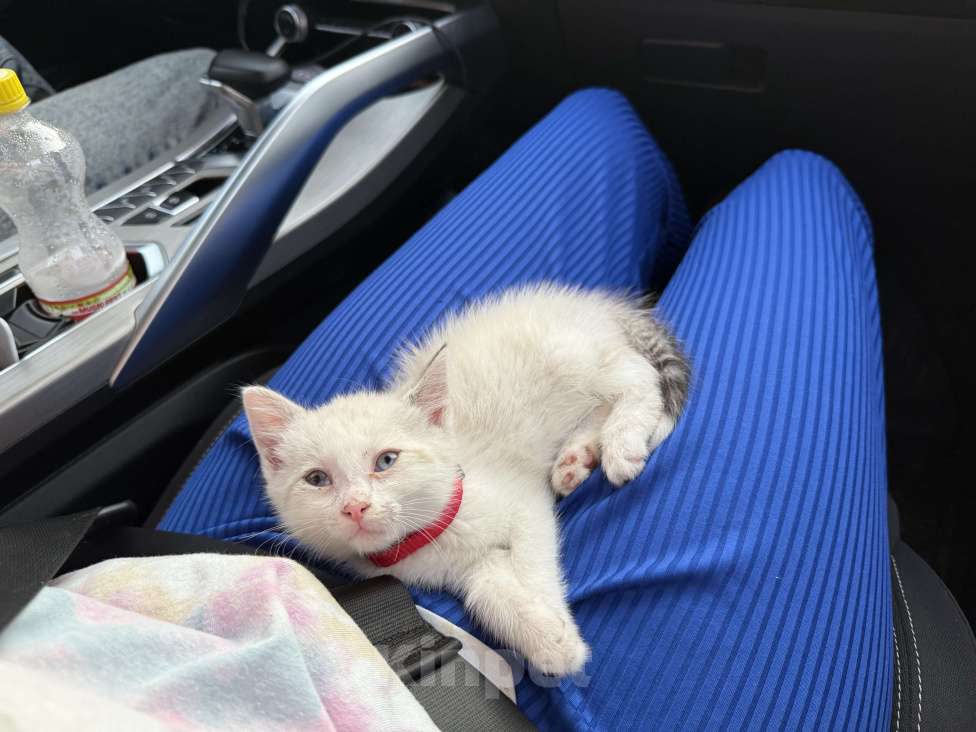 Кошки в Москве: Кот в добрые руки Мальчик, Бесплатно - фото 4