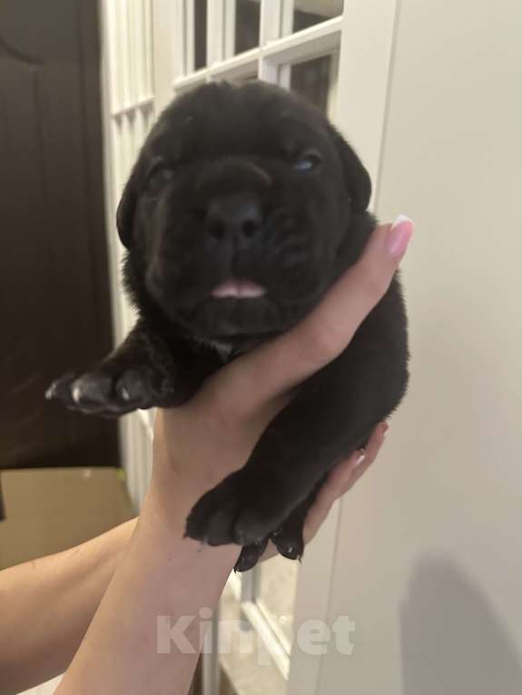 Собаки в других городах Московской области: Щенки Кане-корсо Девочка, 45 000 руб. - фото 6