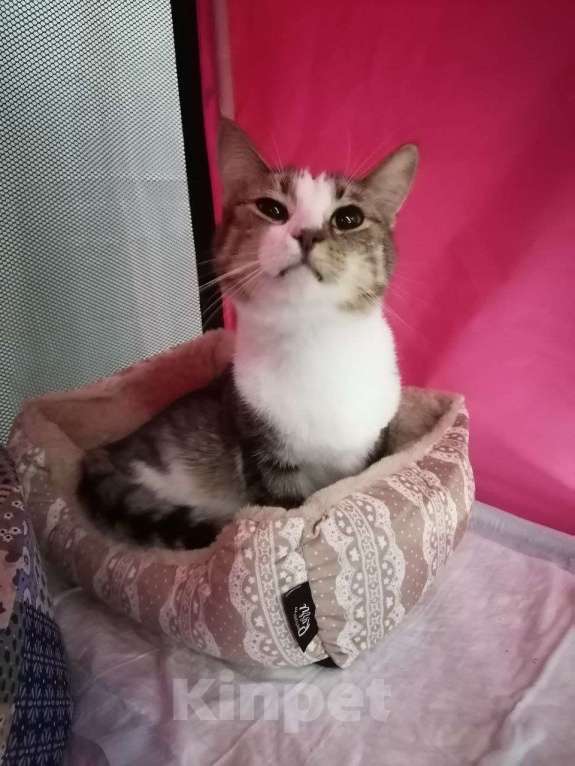 Кошки в Москве: Временное недоразумение а не кот в приюте Мальчик, Бесплатно - фото 7