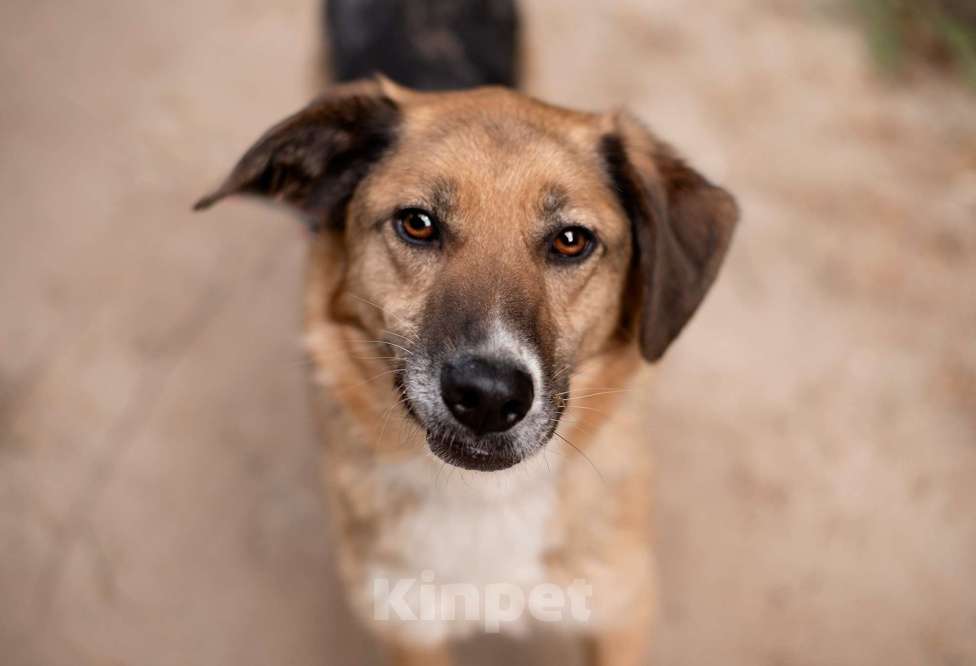 Собаки в Ногинске: Красавица Самара ищет дом Девочка, Бесплатно - фото 5