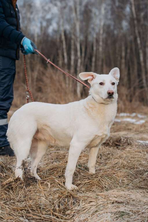 Собаки в Москве: Белоснежная собака в добрые руки! Девочка, Бесплатно - фото 7