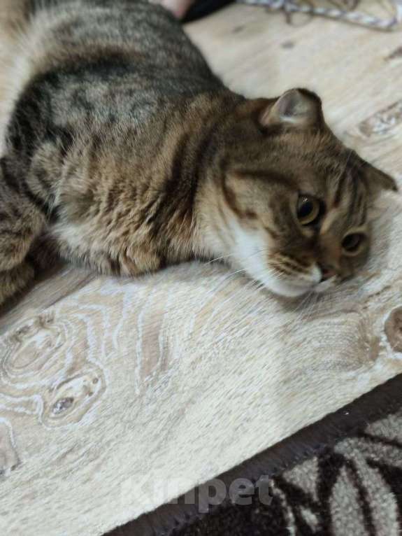 Кошки в Ростове-на-Дону: Британская короткошёрстная кошка Девочка, Бесплатно - фото 3