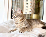 Кошки в Москве: Сноу - молодой котик ищет дом, в добрые руки Мальчик, Бесплатно - фото 4