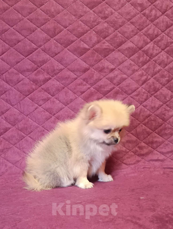 Собаки в Москве: Мини мальчик  Мальчик, 25 000 руб. - фото 8