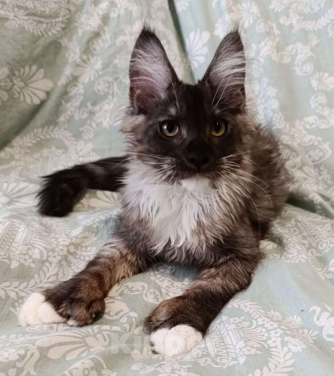 Кошки в Мурманске: Мальчик черный дым с белым Мальчик, 50 000 руб. - фото 2