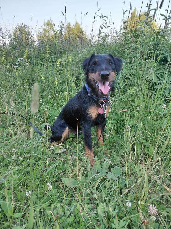 Собаки в Челябинске: Щенок ягдтерьера  Мальчик, 16 000 руб. - фото 5