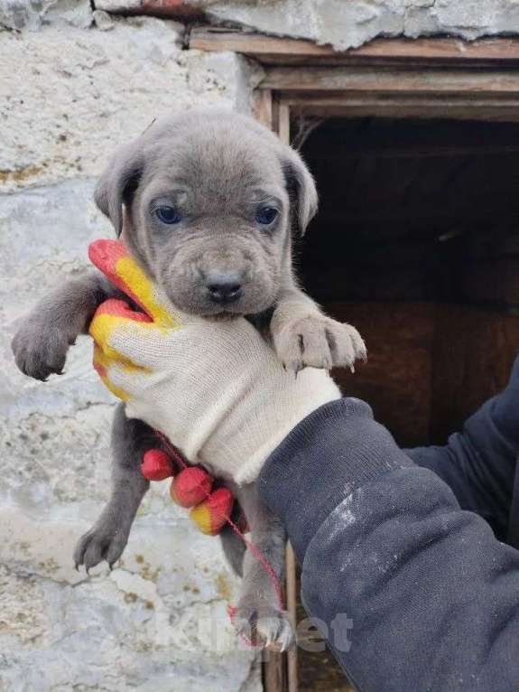 Собаки в Феодосии: Кане корсо Мальчик, Бесплатно - фото 1