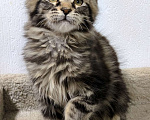 Кошки в Санкт-Петербурге: Кот мейн-кун Мальчик, 65 000 руб. - фото 3
