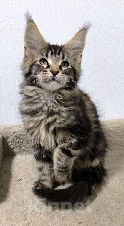 Кошки в Санкт-Петербурге: Кот мейн-кун Мальчик, 65 000 руб. - фото 3