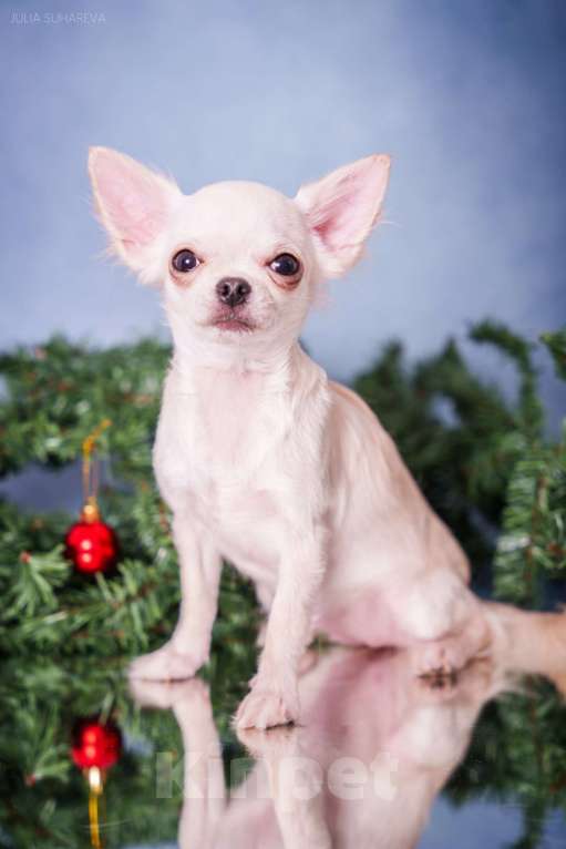 Собаки в Тольятти: Девочка чихуахуа подрощенная длинношерстная кремовая Девочка, 60 000 руб. - фото 3