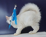 Кошки в Уфе: Котенок мейн-кун Мальчик, 30 000 руб. - фото 5