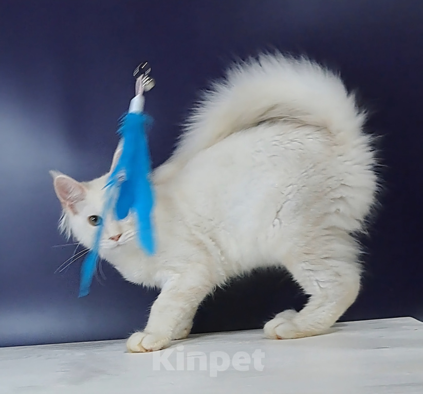 Кошки в Уфе: Котенок мейн-кун Мальчик, 30 000 руб. - фото 5