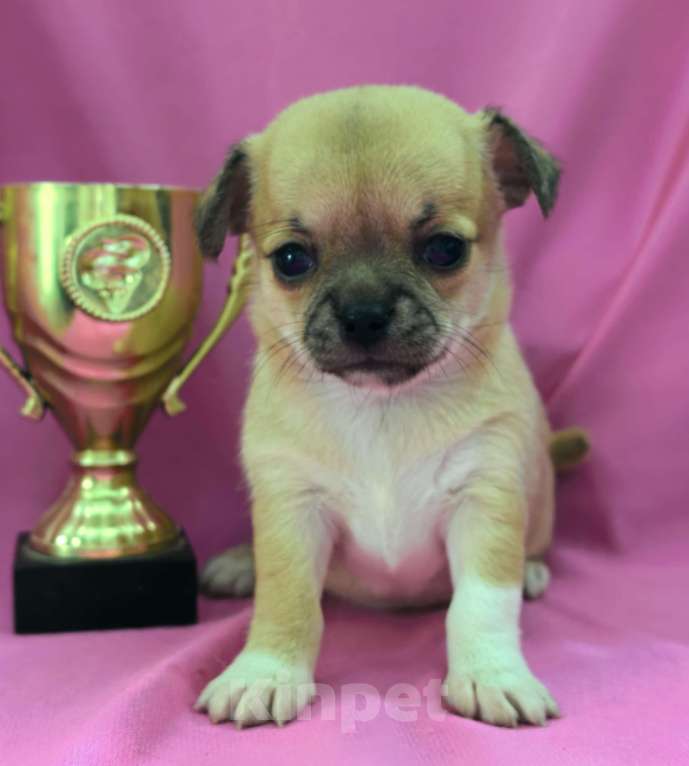 Собаки в Москве: Девочка чихуахуа готова к переезду в мае Девочка, 45 000 руб. - фото 3