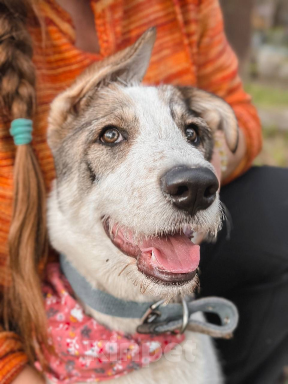 Собаки в Ивантеевке: Щенок ищет дом и своего человека Мальчик, Бесплатно - фото 2