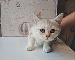 Кошки в Санкт-Петербурге: Британская короткошёрстная серебристая шиншилла Девочка, 10 000 руб. - фото 5
