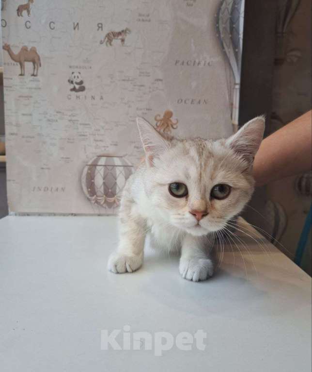 Кошки в Санкт-Петербурге: Британская короткошёрстная серебристая шиншилла Девочка, 10 000 руб. - фото 5