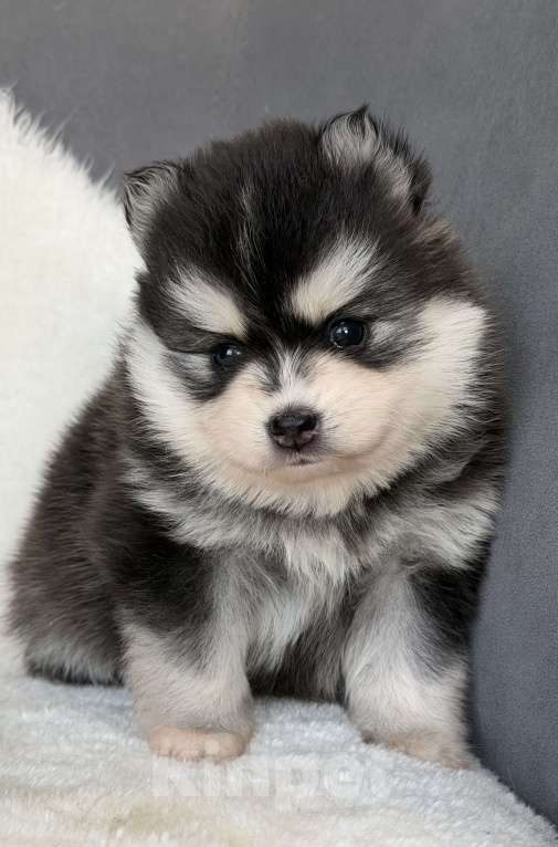 Собаки в Санкт-Петербурге: Девочка помски Девочка, 70 000 руб. - фото 4