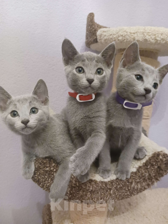 Кошки в Казани: Котята Русской голубой в Казани Девочка, 55 000 руб. - фото 6