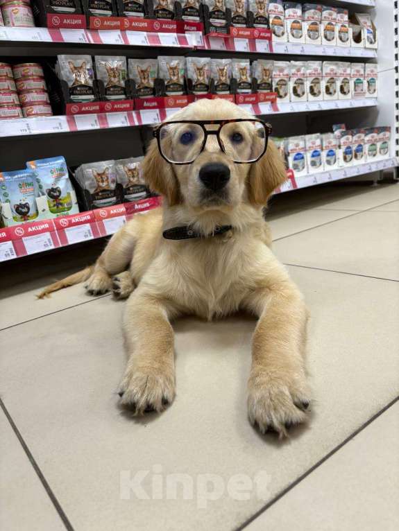 Собаки в Нижнем Новгороде: Золотистый ретривер щенок  Мальчик, 50 000 руб. - фото 2