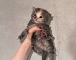 Кошки в Сарапуле: Котята Разнополые, Бесплатно - фото 3