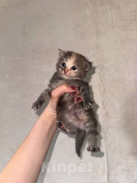 Кошки в Сарапуле: Котята Разнополые, Бесплатно - фото 3