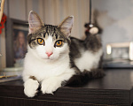 Кошки в Москве: Котенок Луис ищет дом Мальчик, Бесплатно - фото 5