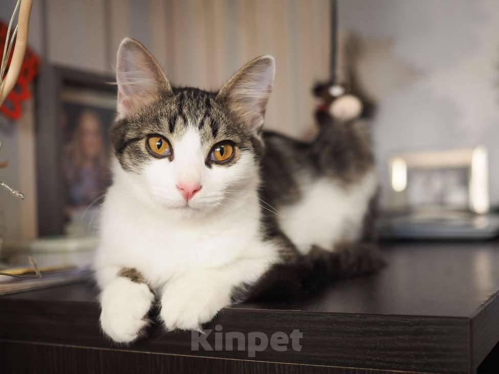 Кошки в Москве: Котенок Луис ищет дом Мальчик, Бесплатно - фото 5