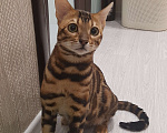 Кошки в Екатеринбурге: Вязка. Бенгальский кот Мальчик, 3 000 руб. - фото 2