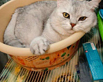 Кошки в Казани: Британский короткошерстный кот Мальчик, 5 000 руб. - фото 1