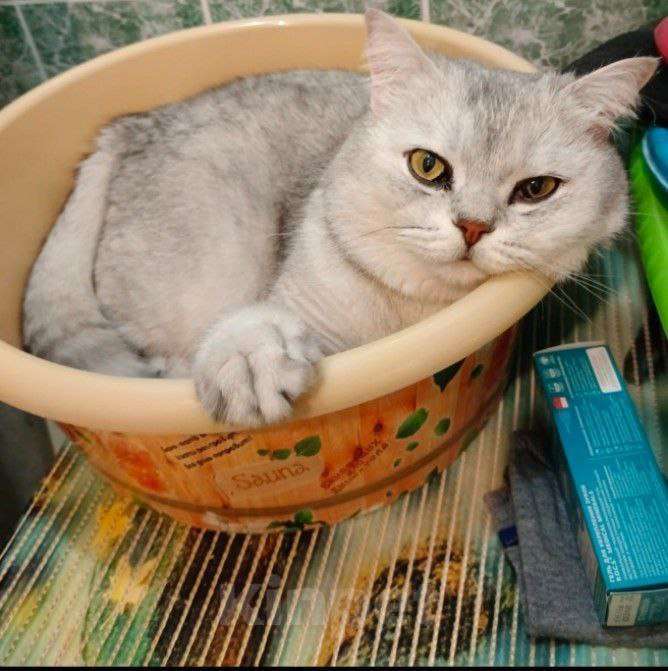 Кошки в Казани: Британский короткошерстный кот Мальчик, 5 000 руб. - фото 1