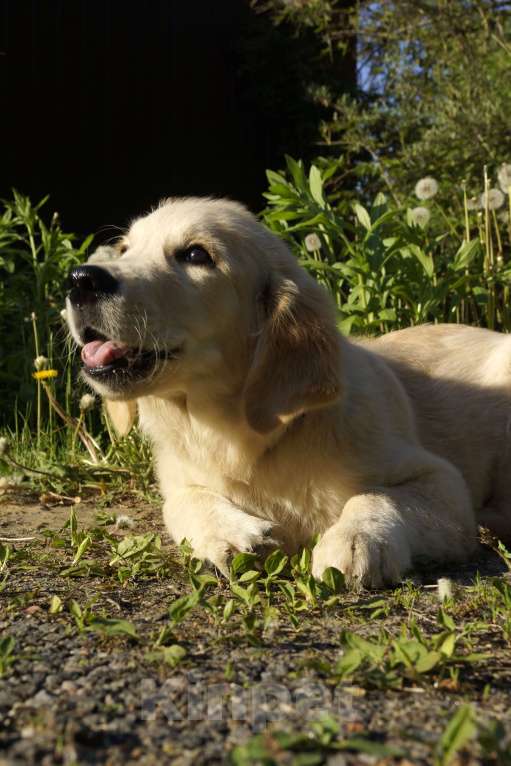 Собаки в Санкт-Петербурге: Щенки золотистого ретривера с документами, проверены по здоровью Москва Мальчик, Бесплатно - фото 6