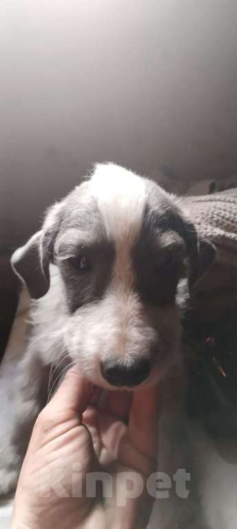 Собаки в Москве: Щенок-девочка в добрые руки! Девочка, Бесплатно - фото 3