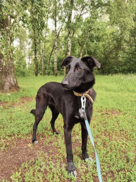 Собаки в Москве: Клякса Девочка, Бесплатно - фото 10