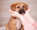 Собаки в Москве: Аля- щенок в добрые руки Девочка, 1 руб. - фото 6