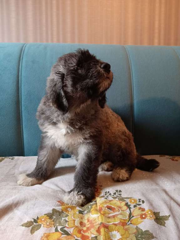 Собаки в других городах Московской области: щенки южнорусской овчарки Мальчик, 50 000 руб. - фото 7