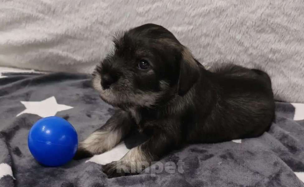Собаки в Санкт-Петербурге: Щенки миттельшнауцера Разнополые, 45 000 руб. - фото 4