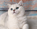 Кошки в Ульяновске: Вязка Мальчик, Бесплатно - фото 6