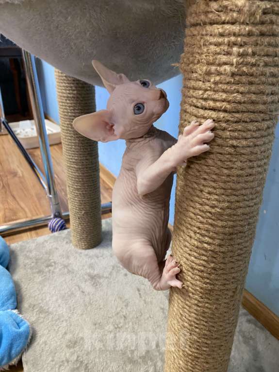 Кошки в Волгограде: Мальчик канадский сфинкс 1,5 месяца Мальчик, 18 000 руб. - фото 5