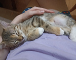 Кошки в других городах Краснодарского края: Котёнок в добрые руки Девочка, 500 руб. - фото 3