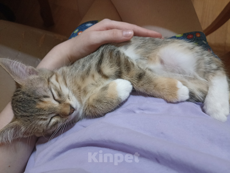 Кошки в других городах Краснодарского края: Котёнок в добрые руки Девочка, 500 руб. - фото 3