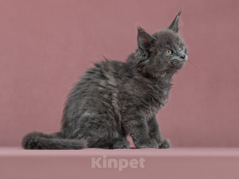 Кошки в Санкт-Петербурге: Мейн-кун Гаечка Девочка, 60 000 руб. - фото 2