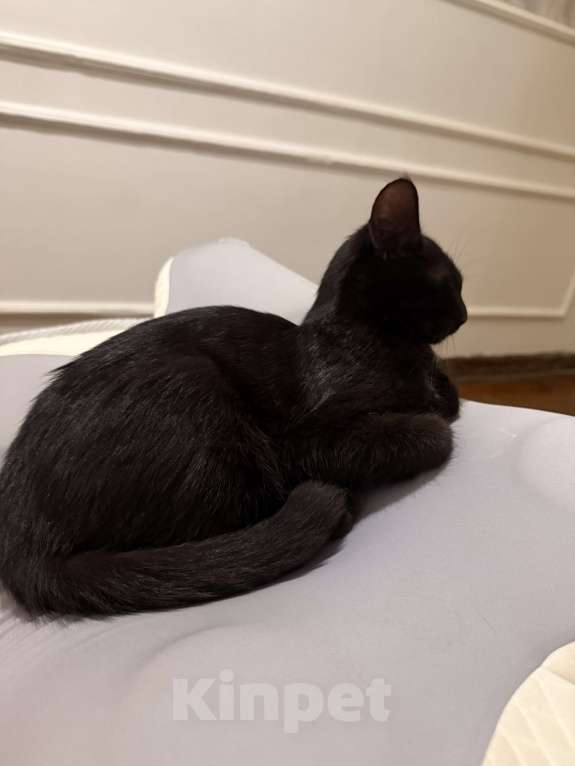 Кошки в Астрахани: Черный кот в добрые руки  Мальчик, Бесплатно - фото 4