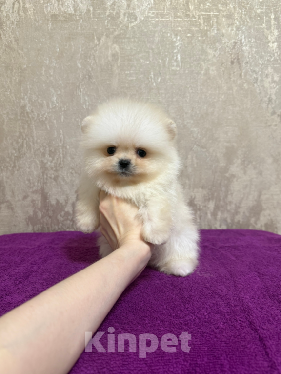 Собаки в Москве: Малыш Мальчик, 30 000 руб. - фото 1