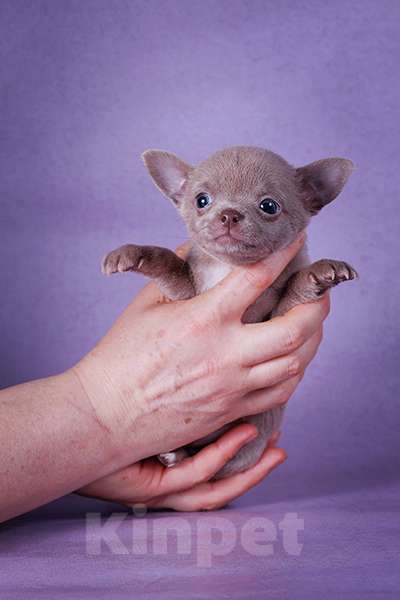 Собаки в Люберцах: Микро чихуахуа Девочка, Бесплатно - фото 5