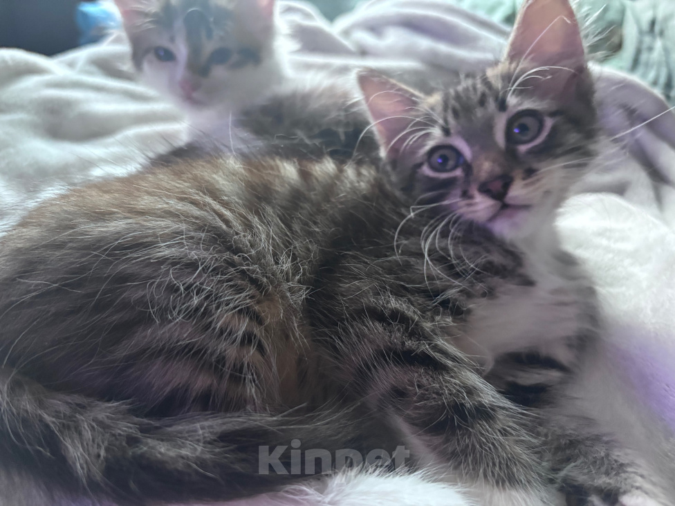 Кошки в Москве: Котенок в добрые руки Мальчик, Бесплатно - фото 3